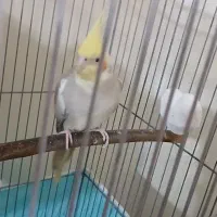 جفت عروس هلندی|پرنده|پاکدشت, پاکدشت (مامازند)|دیوار