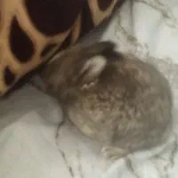 خرگوش