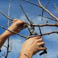 خدمات زراعی و باغبانی  با مدرک و تجربه بالا