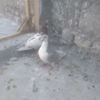 کفتر فروشی