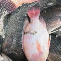 ماهی تازه و زنده تیلاپیا خوشمزهترین ماهی موجود|ماهی|شاهرود, |دیوار