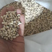لوبیا چشم بلبلی