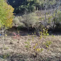 فروش یک قطعه زمین کشاورزی به متراژ 800متر|فروش زمین و ملک کلنگی|مریوان, |دیوار