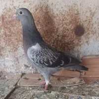 جوجه جان اردن