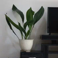 فروش گل های آپارتمانی گل یوکا.فیلوندرون.برگ عبایی|گل و گیاه طبیعی|تهران, توحید|دیوار