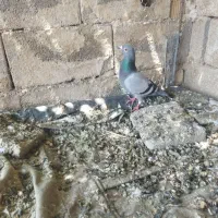 ماده سبز