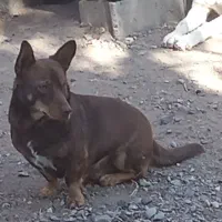 واگذاری پاکوتاه نر|سگ|بناب, |دیوار