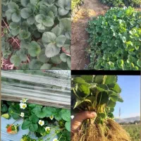 فروش انواع رقم های نهال توت فرنگی ارسال به همه جا|گل و گیاه طبیعی|رستم, |دیوار