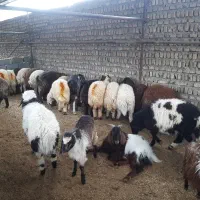 دام زنده بره