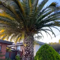 انجام کلیه خدمات کشاورزی مهریز و یزد|خدمات باغبانی و درختکاری|مهریز, |دیوار