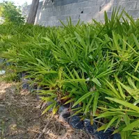 پالم لاتانیا ریشه پرس|گل و گیاه طبیعی|رامسر, |دیوار