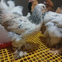 جوجه و نیمچه برهما دم تخم اصیل|حیوانات مزرعه|پیشوا, |دیوار