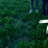 گندم بوجاری شده