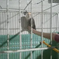 طوطی برزیلی سالم وسرحال جنسیت نر