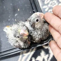 جوجه سریلاکی عروس هلندی