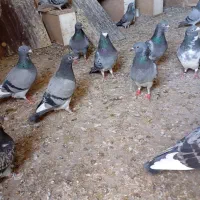 کبوتر پلاکی اهواز|پرنده|میاندوآب, |دیوار