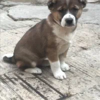 توله الابای ماده