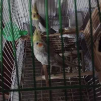 عروس هلندی|پرنده|رشت, جانبازان|دیوار