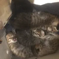 واگذاری رایگان بچه گربه|گربه|قزوین, |دیوار