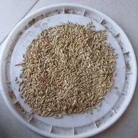 جو تمیز