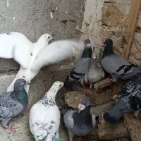 4جفت آلمانی کفتر مسافتی