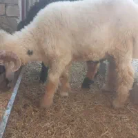 گوشت گرم و تازه