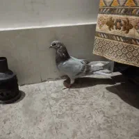 کفتر|پرنده|گلستان (تهران), |دیوار