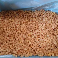 کشمش طلای افتابی خرمایی همه مدل موجود است|خوردنی و آشامیدنی|ماهدشت, |دیوار