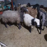 یک عدد قوچ سه شیره تخمی خوشتیپ|حیوانات مزرعه|کوهدشت, |دیوار