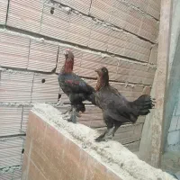 جوجه مرغ و خروس