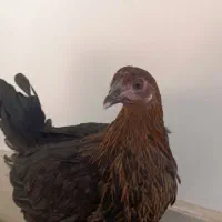 مرغ تاقچه