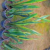 گلهای آپارتمانی|گل و گیاه طبیعی|مشهد, ایثارگران|دیوار