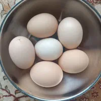 تخم‌مرغ نطفه دار