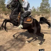 مایان سه به چهارسال