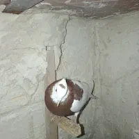 کبوتر طوقی دمبی سینه ای|پرنده|سپیدان, |دیوار