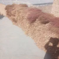 جاروی شهرداری