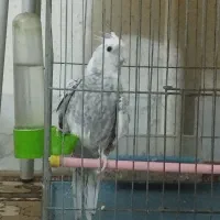 عروس هلندی