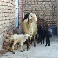 میش و بره افشاری جوان