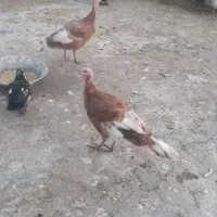 بوقلمون ماده برنز و بوربور