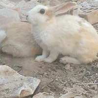 خر گوش|موش و خرگوش|رفسنجان, |دیوار