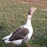 غاز سالم|حیوانات مزرعه|سنگر, |دیوار