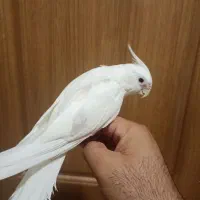 عروس هلندی وات چشم قرمز رام و مولد و مرغ عشق رینیو|پرنده|بندرعباس, |دیوار