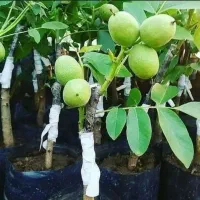 نهال ضمانتی از نهالستان خرید کن