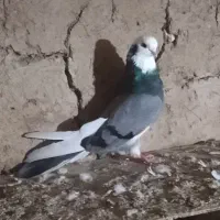 گو شازده نوک ریز قدیم