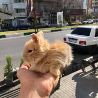 خرگوش لوپ|موش و خرگوش|گنبد کاووس, |دیوار