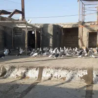 کفتر تهرانی پرشی