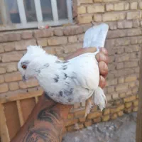 کفتر طوق سرور|پرنده|شیراز, گچی|دیوار