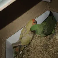 جفت طوطی برزیلی