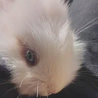 خرگوش های زیبا ، خوش رنگ و بازیگوش