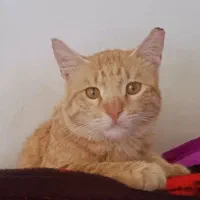 واگذاری گربه نر